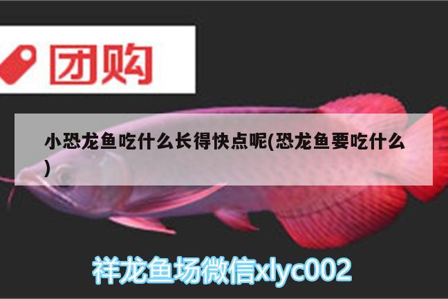 小恐龍魚吃什么長得快點呢(恐龍魚要吃什么) 三間鼠魚苗