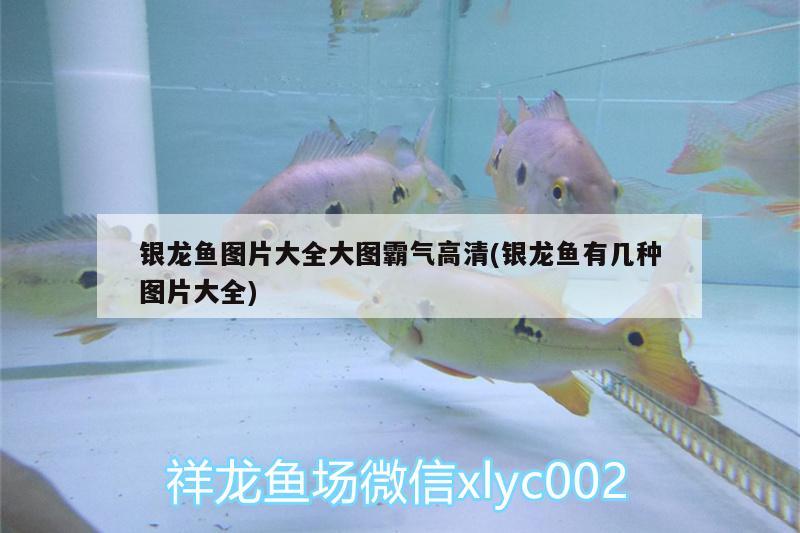 銀龍魚圖片大全大圖霸氣高清(銀龍魚有幾種圖片大全)