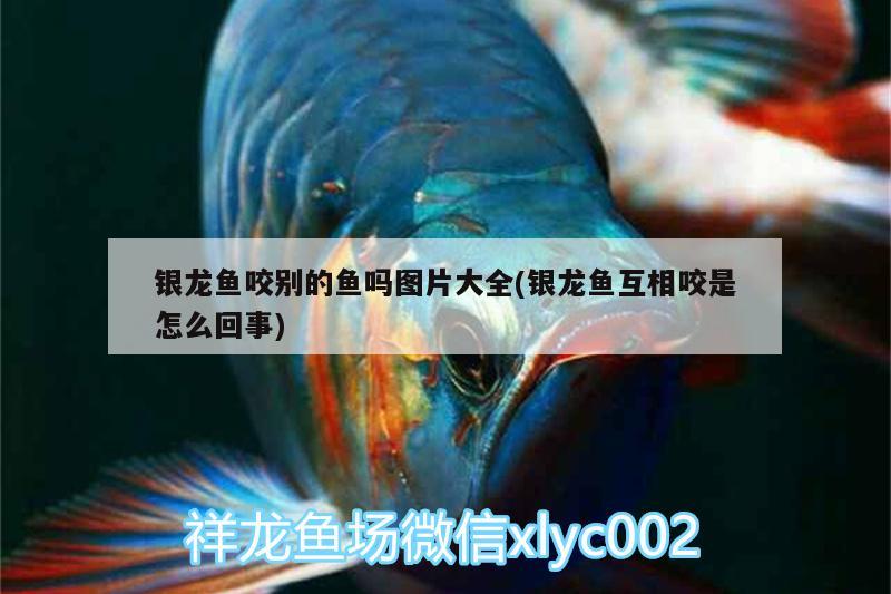 銀龍魚咬別的魚嗎圖片大全(銀龍魚互相咬是怎么回事) 銀龍魚百科