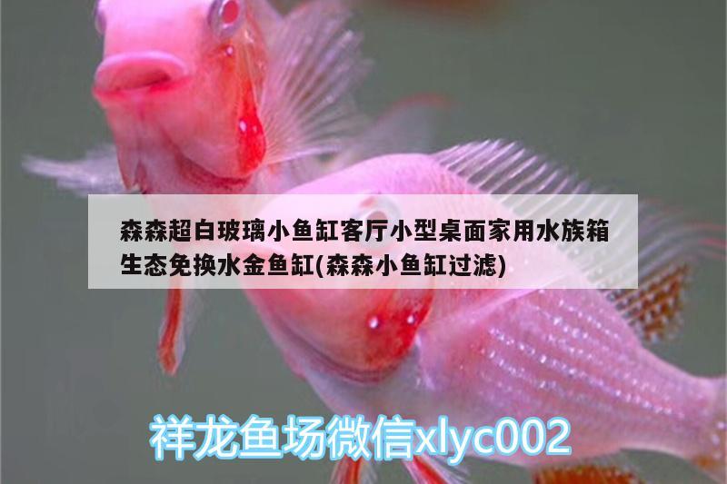 森森超白玻璃小魚缸客廳小型桌面家用水族箱生態(tài)免換水金魚缸(森森小魚缸過濾) 魚缸/水族箱