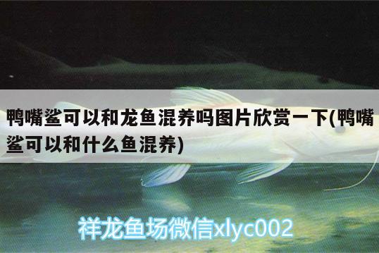 鴨嘴鯊可以和龍魚混養(yǎng)嗎圖片欣賞一下(鴨嘴鯊可以和什么魚混養(yǎng)) 七彩神仙魚