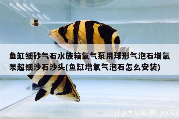 魚缸細(xì)砂氣石水族箱氧氣泵用球形氣泡石增氧泵超細(xì)沙石沙頭(魚缸增氧氣泡石怎么安裝)