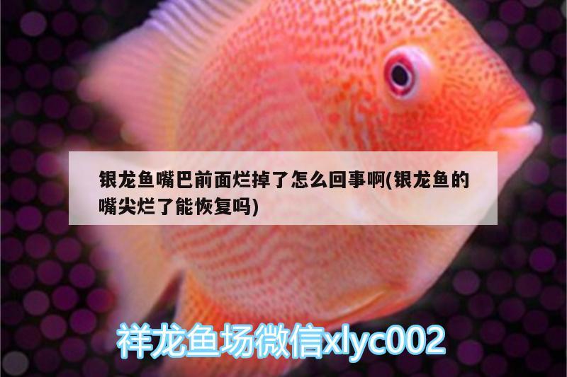 銀龍魚(yú)嘴巴前面爛掉了怎么回事啊(銀龍魚(yú)的嘴尖爛了能恢復(fù)嗎)