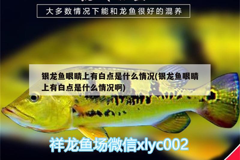 銀龍魚眼睛上有白點是什么情況(銀龍魚眼睛上有白點是什么情況啊)