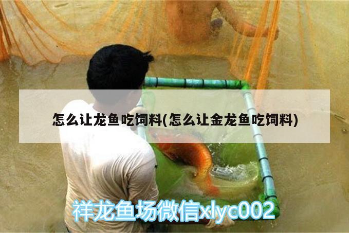 怎么讓龍魚吃飼料(怎么讓金龍魚吃飼料) 廣州水族器材濾材批發(fā)市場