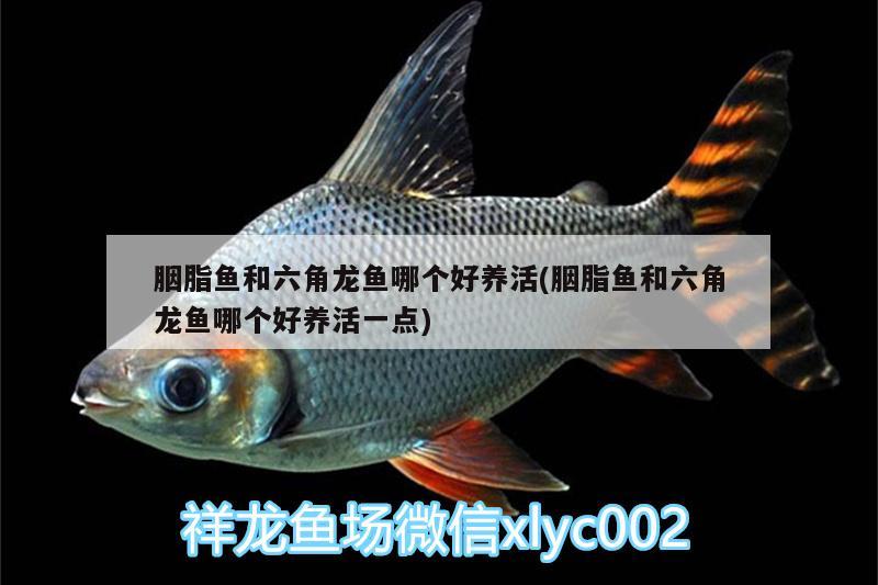 胭脂魚和六角龍魚哪個好養(yǎng)活(胭脂魚和六角龍魚哪個好養(yǎng)活一點(diǎn))