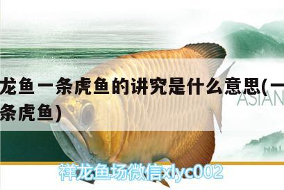 一條龍魚一條虎魚的講究是什么意思(一條龍配幾條虎魚)