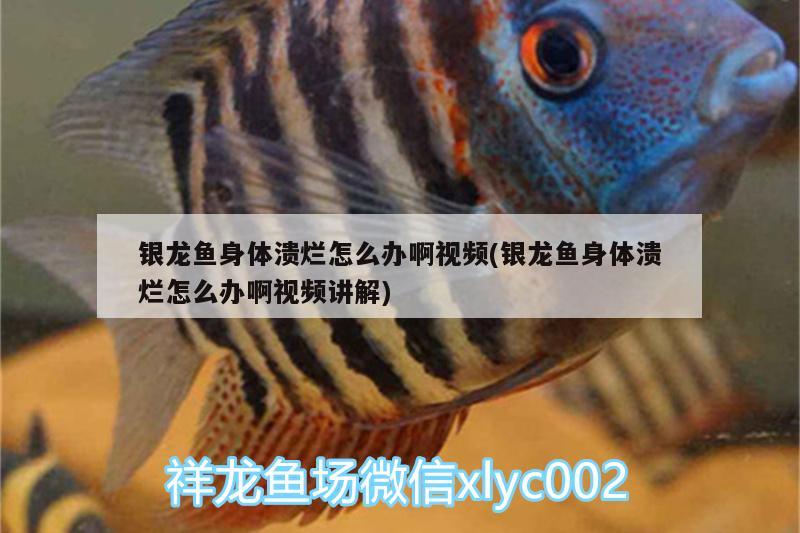 銀龍魚身體潰爛怎么辦啊視頻(銀龍魚身體潰爛怎么辦啊視頻講解)