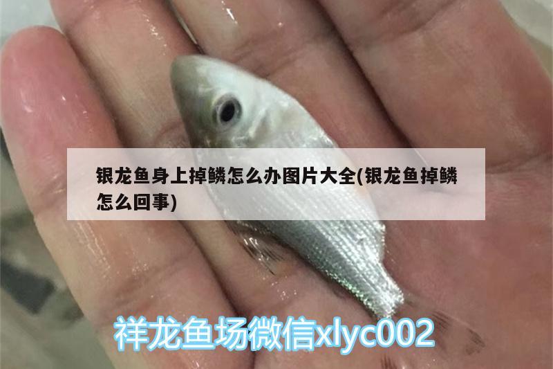 銀龍魚身上掉鱗怎么辦圖片大全(銀龍魚掉鱗怎么回事) 銀龍魚