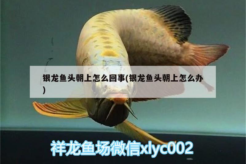 銀龍魚頭朝上怎么回事(銀龍魚頭朝上怎么辦) 銀龍魚