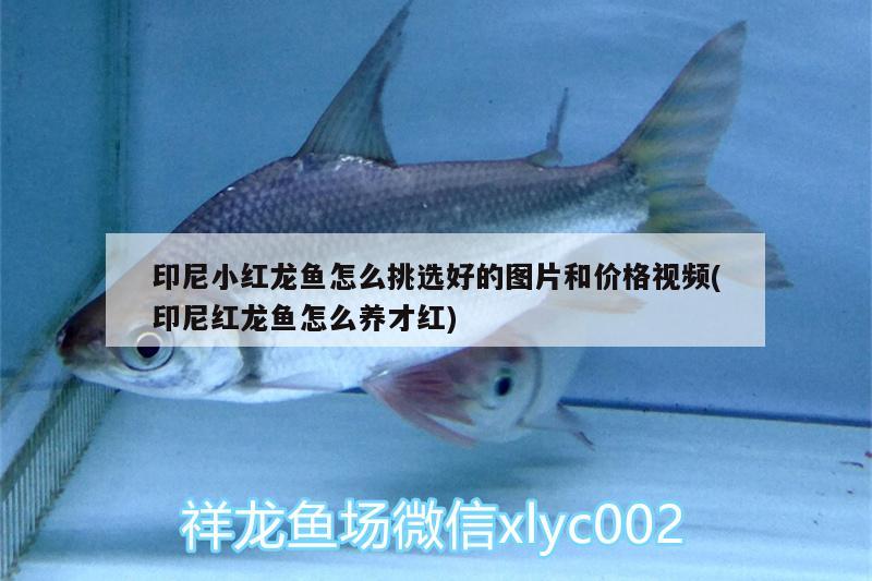 印尼小紅龍魚(yú)怎么挑選好的圖片和價(jià)格視頻(印尼紅龍魚(yú)怎么養(yǎng)才紅)