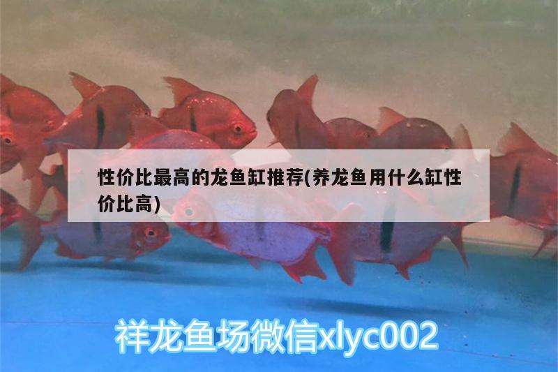 性價比最高的龍魚缸推薦(養(yǎng)龍魚用什么缸性價比高)