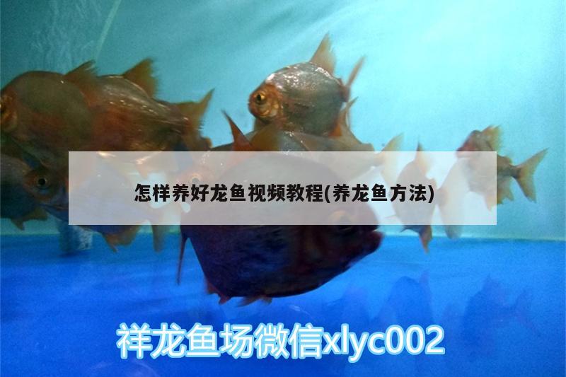 怎樣養(yǎng)好龍魚視頻教程(養(yǎng)龍魚方法)