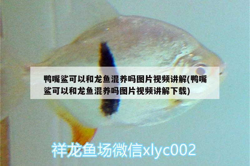 鴨嘴鯊可以和龍魚混養(yǎng)嗎圖片視頻講解(鴨嘴鯊可以和龍魚混養(yǎng)嗎圖片視頻講解下載)