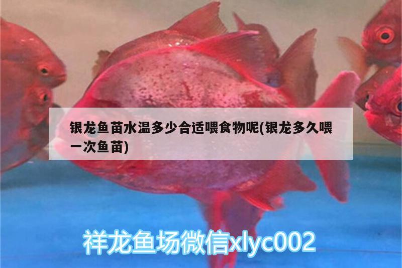 銀龍魚苗水溫多少合適喂食物呢(銀龍多久喂一次魚苗) 銀龍魚