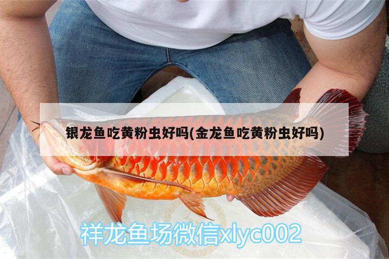 銀龍魚吃黃粉蟲好嗎(金龍魚吃黃粉蟲好嗎)