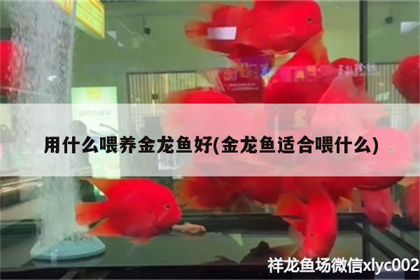 用什么喂養(yǎng)金龍魚好(金龍魚適合喂什么)