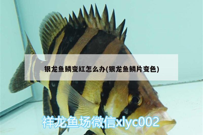 銀龍魚(yú)鱗變紅怎么辦(銀龍魚(yú)鱗片變色)