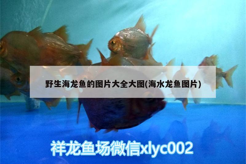 野生海龍魚的圖片大全大圖(海水龍魚圖片)