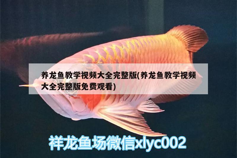 養(yǎng)龍魚教學(xué)視頻大全完整版(養(yǎng)龍魚教學(xué)視頻大全完整版免費(fèi)觀看) 銀河星鉆魚