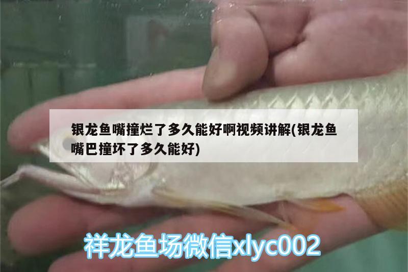 銀龍魚嘴撞爛了多久能好啊視頻講解(銀龍魚嘴巴撞壞了多久能好) 銀龍魚百科