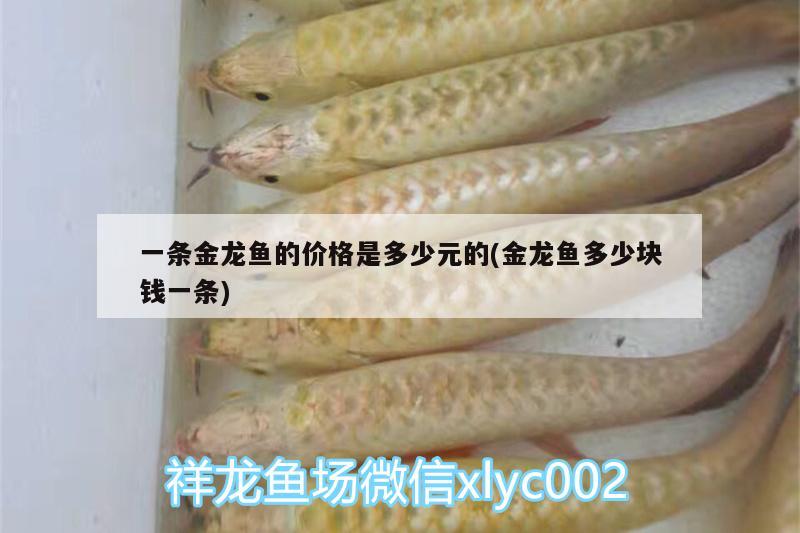 一條金龍魚的價格是多少元的(金龍魚多少塊錢一條) 月光鴨嘴魚