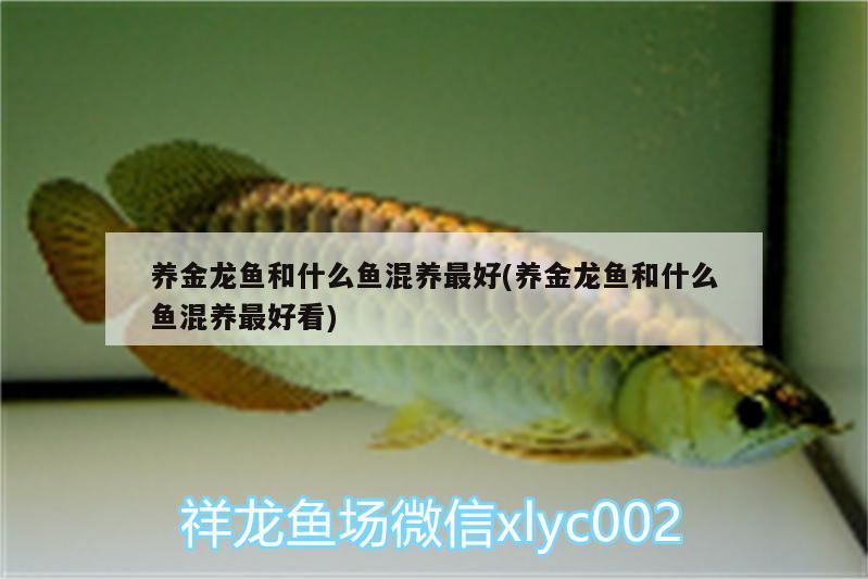 養(yǎng)金龍魚和什么魚混養(yǎng)最好(養(yǎng)金龍魚和什么魚混養(yǎng)最好看)