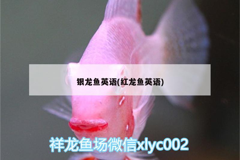 銀龍魚(yú)英語(yǔ)(紅龍魚(yú)英語(yǔ)) 銀龍魚(yú)百科