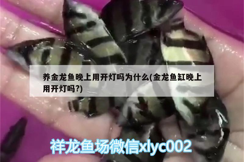 養(yǎng)金龍魚晚上用開燈嗎為什么(金龍魚缸晚上用開燈嗎?)