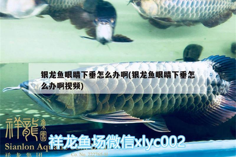 銀龍魚(yú)眼睛下垂怎么辦啊(銀龍魚(yú)眼睛下垂怎么辦啊視頻)