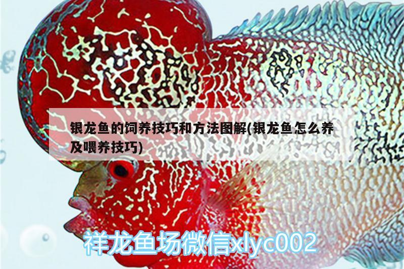 銀龍魚的飼養(yǎng)技巧和方法圖解(銀龍魚怎么養(yǎng)及喂養(yǎng)技巧)