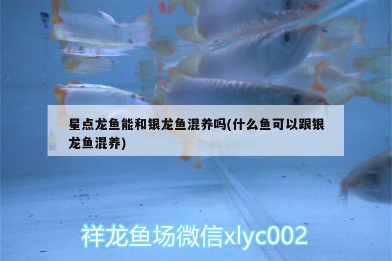 星點(diǎn)龍魚能和銀龍魚混養(yǎng)嗎(什么魚可以跟銀龍魚混養(yǎng))