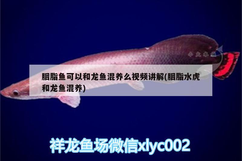 胭脂魚可以和龍魚混養(yǎng)么視頻講解(胭脂水虎和龍魚混養(yǎng))