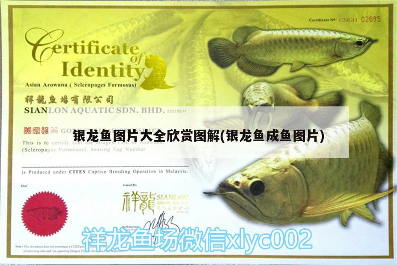 銀龍魚圖片大全欣賞圖解(銀龍魚成魚圖片)