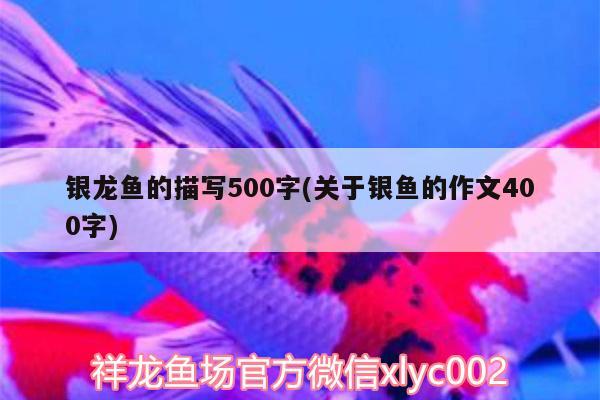 銀龍魚的描寫500字(關(guān)于銀魚的作文400字)