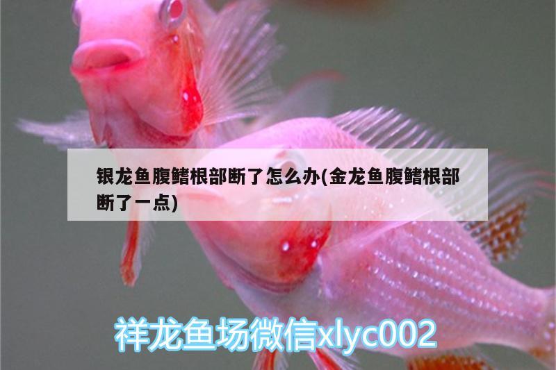 銀龍魚(yú)腹鰭根部斷了怎么辦(金龍魚(yú)腹鰭根部斷了一點(diǎn))