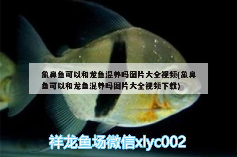 象鼻魚可以和龍魚混養(yǎng)嗎圖片大全視頻(象鼻魚可以和龍魚混養(yǎng)嗎圖片大全視頻下載) 三間鼠魚苗