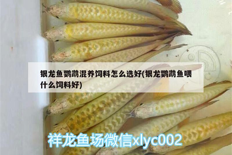 銀龍魚(yú)鸚鵡混養(yǎng)飼料怎么選好(銀龍鸚鵡魚(yú)喂什么飼料好) 鸚鵡魚(yú)