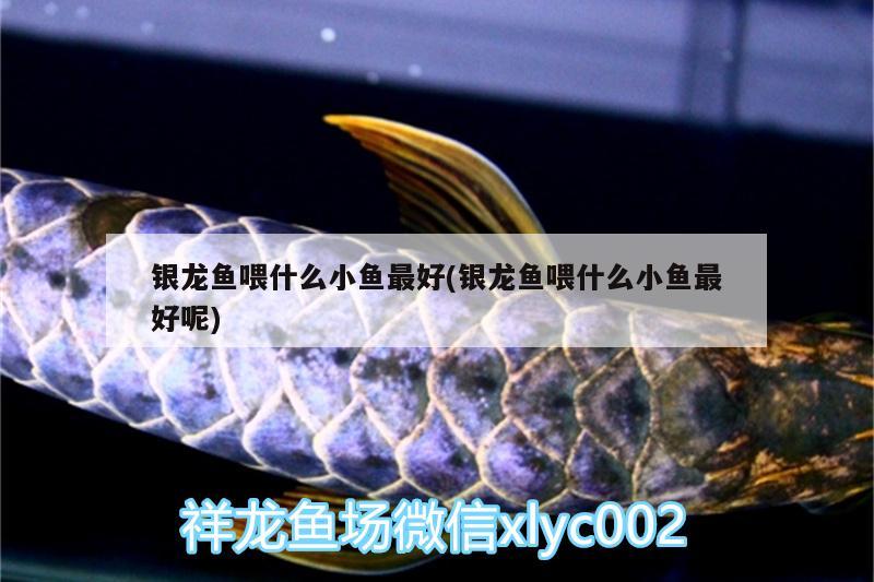 銀龍魚喂什么小魚最好(銀龍魚喂什么小魚最好呢)