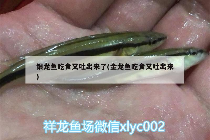 銀龍魚吃食又吐出來(lái)了(金龍魚吃食又吐出來(lái)) 銀龍魚百科