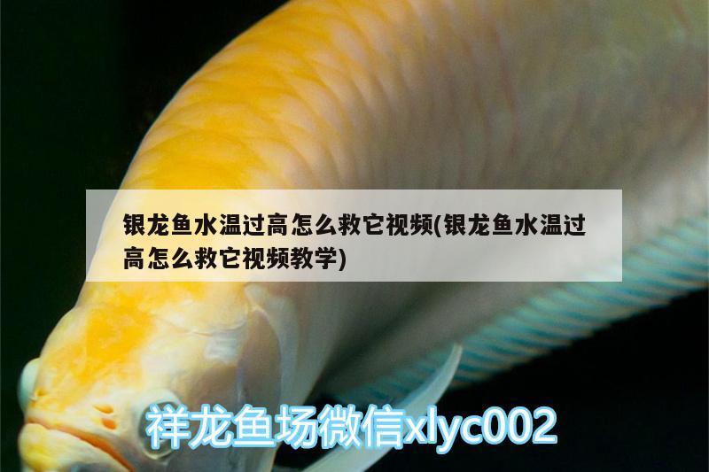 銀龍魚水溫過高怎么救它視頻(銀龍魚水溫過高怎么救它視頻教學)