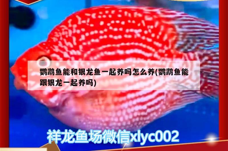 鸚鵡魚能和銀龍魚一起養(yǎng)嗎怎么養(yǎng)(鸚鵡魚能跟銀龍一起養(yǎng)嗎) 鸚鵡魚