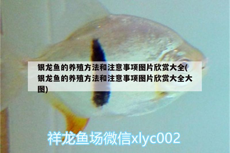 銀龍魚(yú)的養(yǎng)殖方法和注意事項(xiàng)圖片欣賞大全(銀龍魚(yú)的養(yǎng)殖方法和注意事項(xiàng)圖片欣賞大全大圖) 銀龍魚(yú)百科