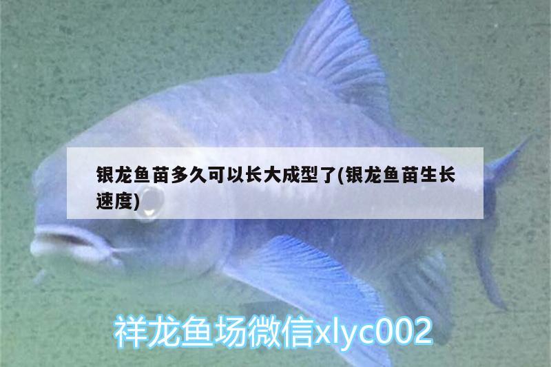 銀龍魚(yú)苗多久可以長(zhǎng)大成型了(銀龍魚(yú)苗生長(zhǎng)速度) 銀龍魚(yú)百科