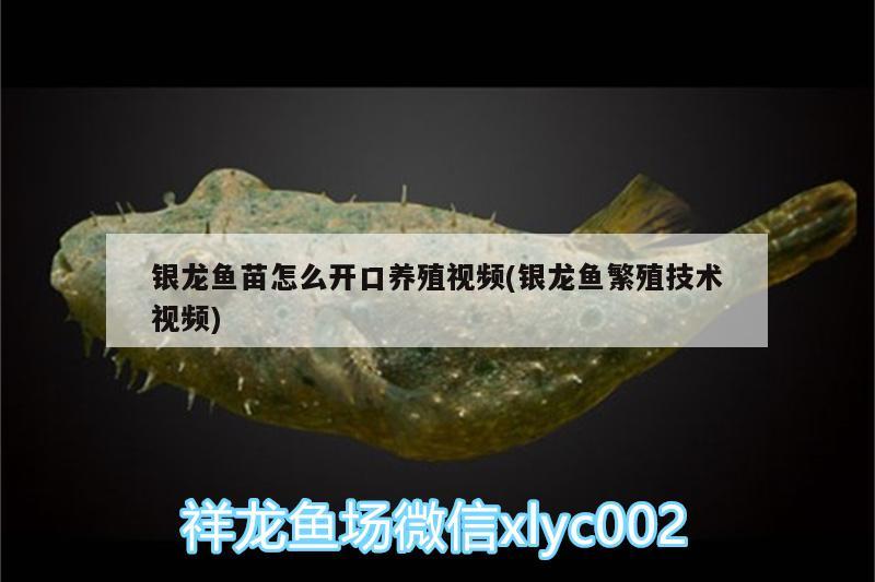 銀龍魚苗怎么開口養(yǎng)殖視頻(銀龍魚繁殖技術(shù)視頻) 銀龍魚