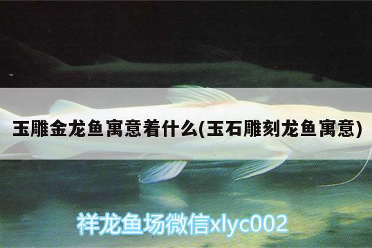 玉雕金龍魚寓意著什么(玉石雕刻龍魚寓意) 過背金龍魚