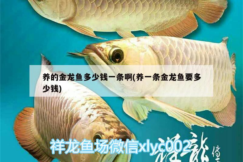 養(yǎng)的金龍魚多少錢一條啊(養(yǎng)一條金龍魚要多少錢) 財神鸚鵡魚