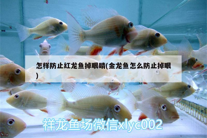 怎樣防止紅龍魚掉眼睛(金龍魚怎么防止掉眼)