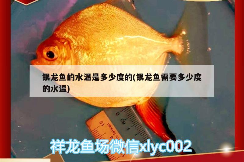 銀龍魚(yú)的水溫是多少度的(銀龍魚(yú)需要多少度的水溫)