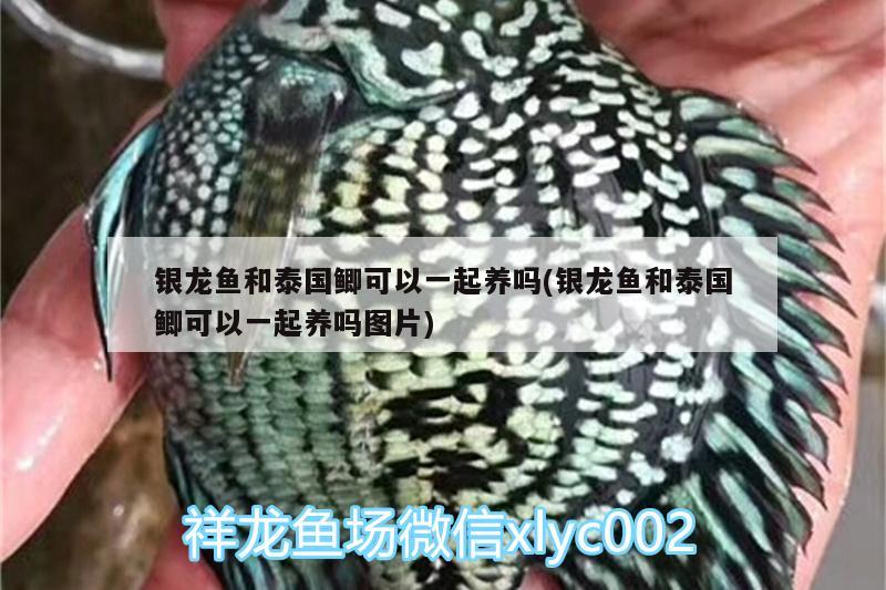 銀龍魚和泰國鯽可以一起養(yǎng)嗎(銀龍魚和泰國鯽可以一起養(yǎng)嗎圖片) 銀龍魚百科